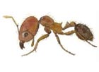 Brown coastal ant