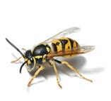 European Wasp