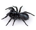 Funnel Web Spider