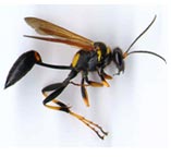 Mud Wasp