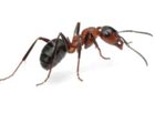 Odorous House Ant