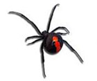 Red Back Spider