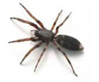 White Tail Spider